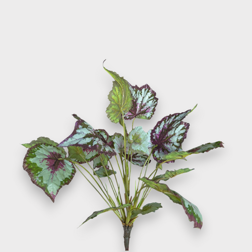 Begonia Bush Purple Green FI7954PUG
