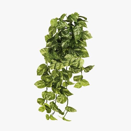 Pothos Marble Hanging Bush FI7961VG