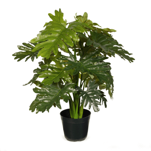 Philodendron Selloum Plant FI7973GR