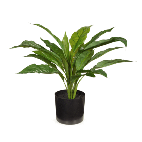 Spathiphyllum Pot Plant FI8051GR