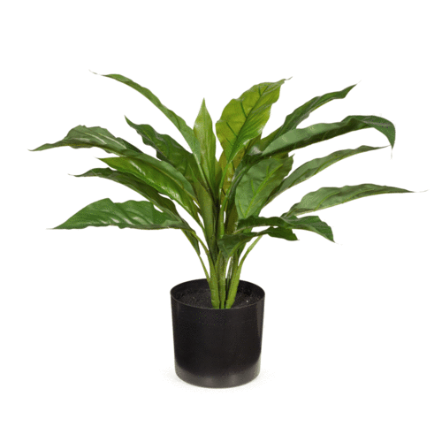 Spathiphyllum in Pot Plant FI8051GR