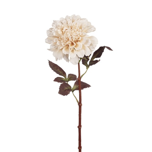 Dahlia FI8063IV 