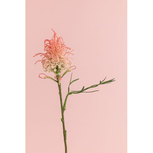 Grevillea FI8074PG