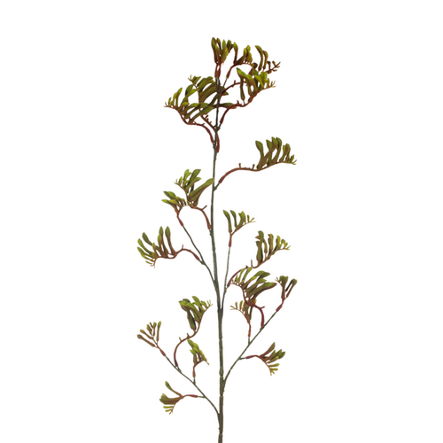 Kangaroo Paw FI8092GR