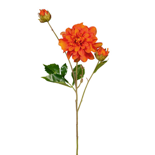 Dahlia Pom Pom FI8140OR