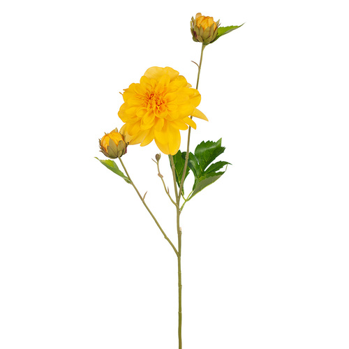 Dahlia Pom Pom FI8140YE