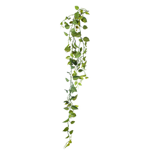 Philodendron Hanging Bush FI8143GR