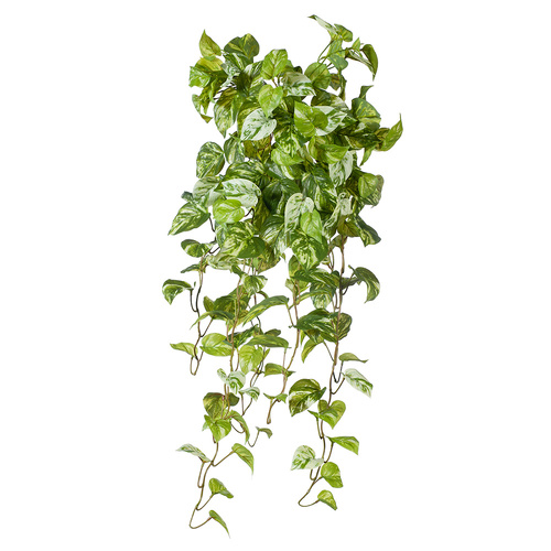 Pothos Marble Hanging Bush FI8169VG