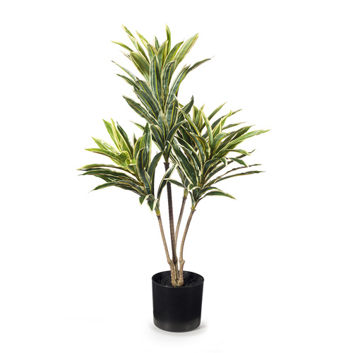 Cordyline Plant FI8183VG