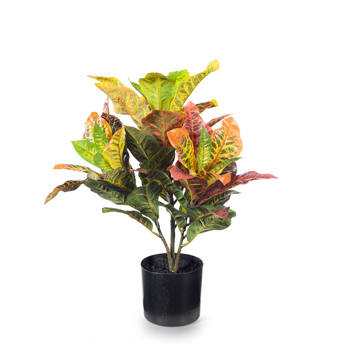 Croton Plant FI8186OG