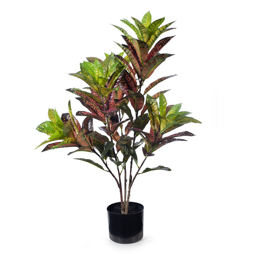 Croton Plant FI8188GRNRD