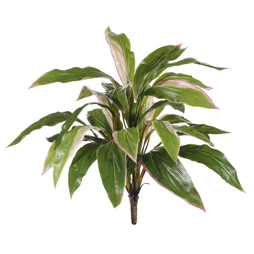 Cordyline Bush FI8190GP