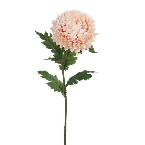 Chrysanthemum FI8226BS