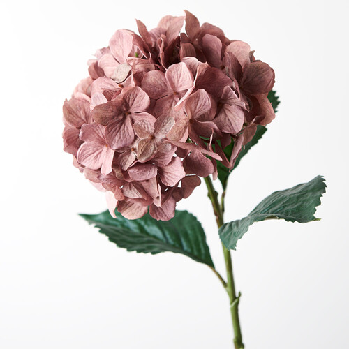 Hydrangea FI8247DM