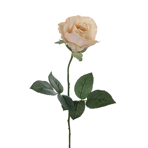 Rose Alice  FI8248CR
