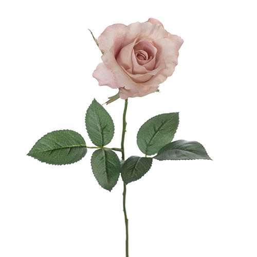 Rose Alice  FI8248DP
