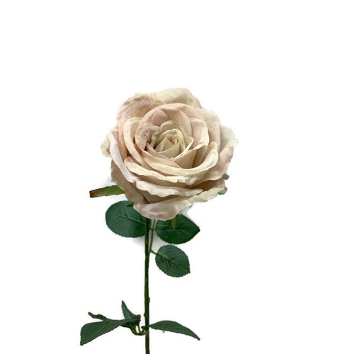 Rose Calista FI8249CR
