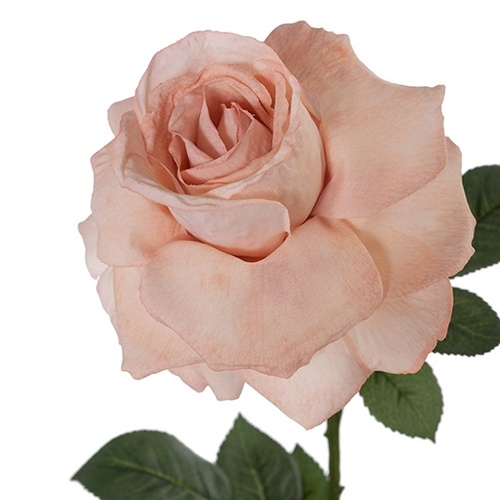 Rose Calista FI8249DP