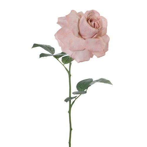 Rose Calista FI8249LM