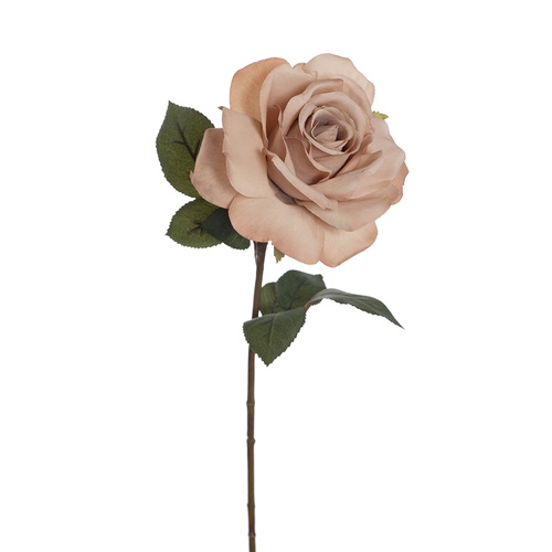 Rose Charlotte FI8250CF