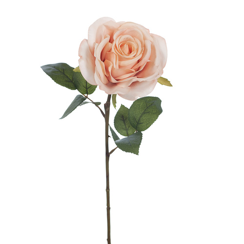 Rose Charlotte FI8250LP