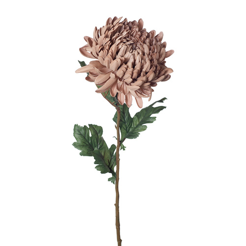 Chrysanthemum FI8252CF