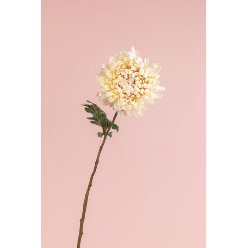 Chrysanthemum FI8252CR