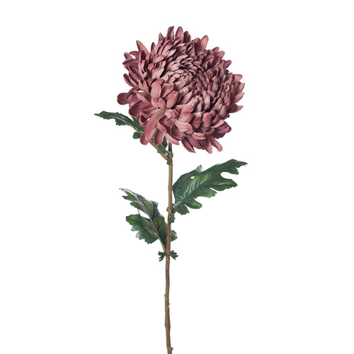 Chrysanthemum FI8252DM