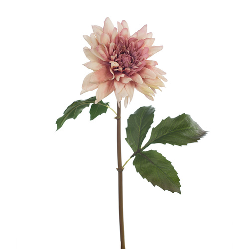Dahlia Star FI8266DM