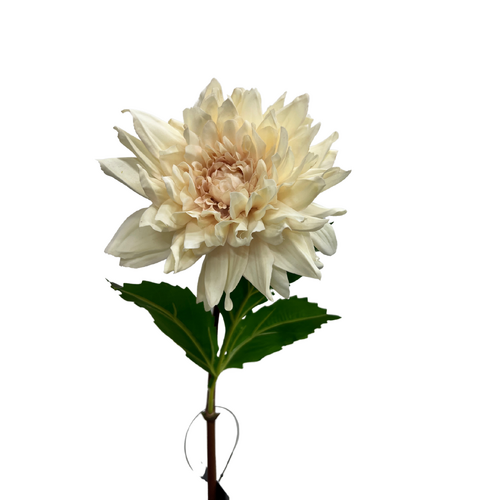 Dahlia Star FI8266SP