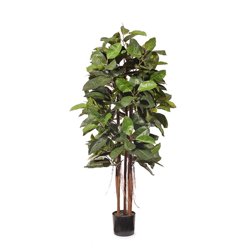 Rubber Tree FI8305GR