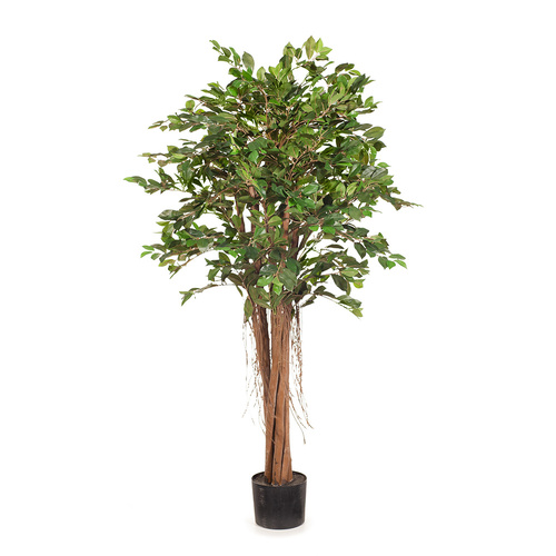 Ficus Tree FI8310GR