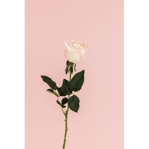 Real Touch Ecuadorian Rose Bud FI8321CP