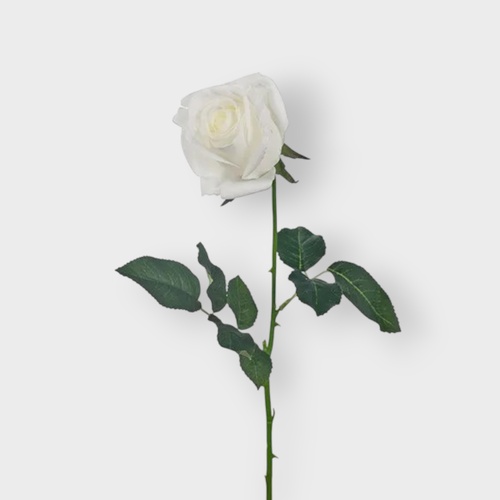 Real Touch Ecuadorian Rose Bud FI8321WH