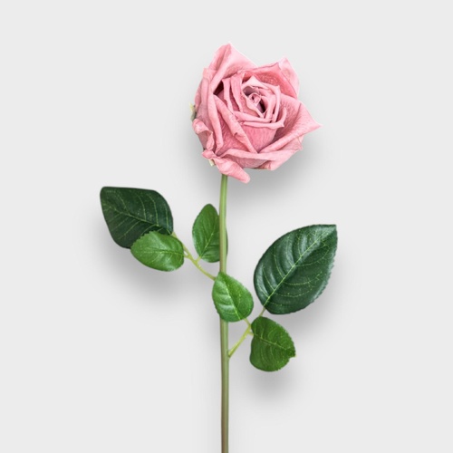 Rose LuceyFI8323DP