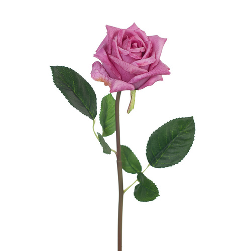 Rose Lucey FI8323MV