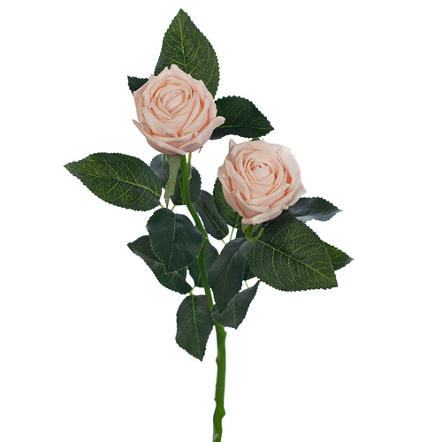 Rose Ariel FI8324SP