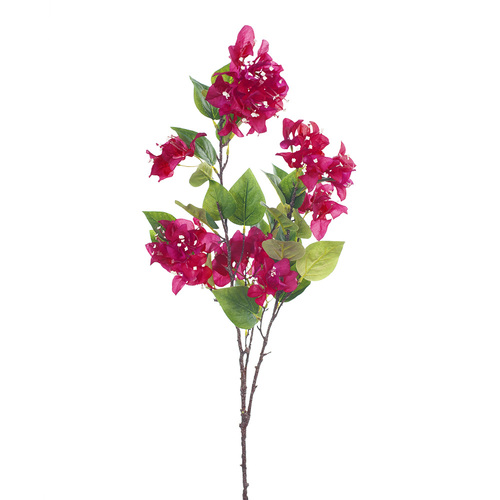 Bougainvillea FI8401FU