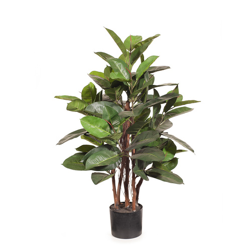 Rubber Tree FI8404GR