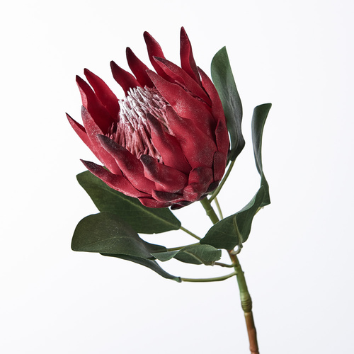 Pink King Protea FI8494-BUR