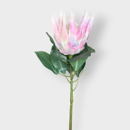 Pink King Protea FI8494-LP