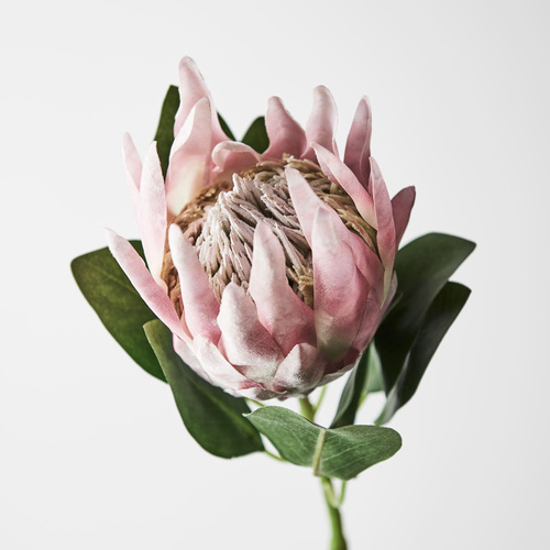 Pink King Protea FI8494-PNK