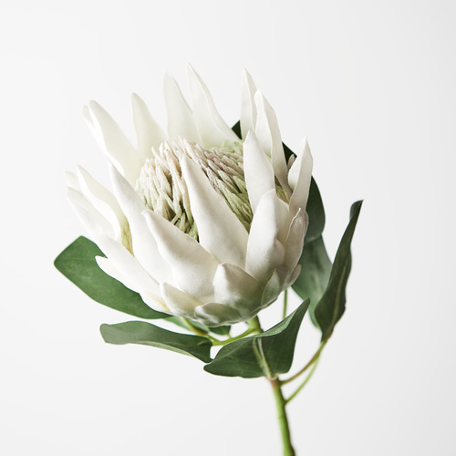 White King Protea FI8494-WH