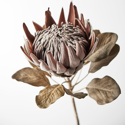 Real Touch Faux Dried King Protea FI8639-BR