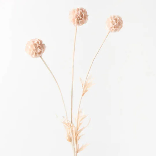 Scabiosa Pods FI8682CH