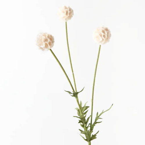 Scabiosa Pods FI8682CR