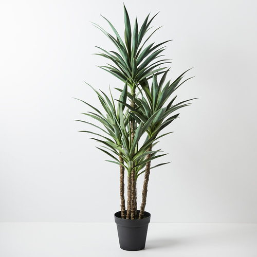 Yucca Plant FI8706GR