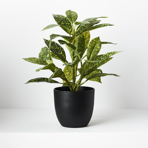 Dieffenbachia in Pot  FI8723GRY