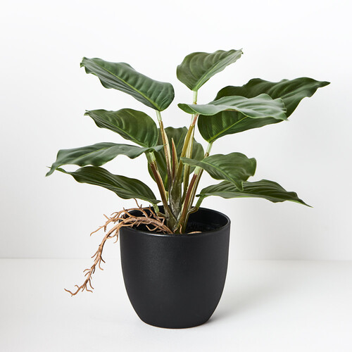Spathiphyllum in Pot FI8728GR