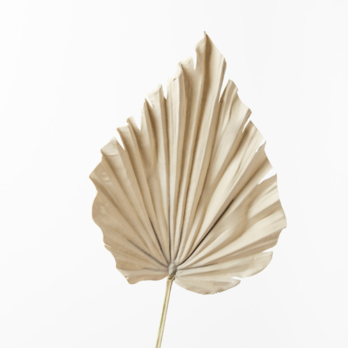 Palm Fan Spear FI8743NA